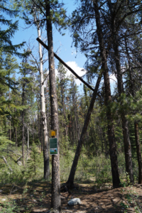Bear Poles auf dem Fryatt Trail